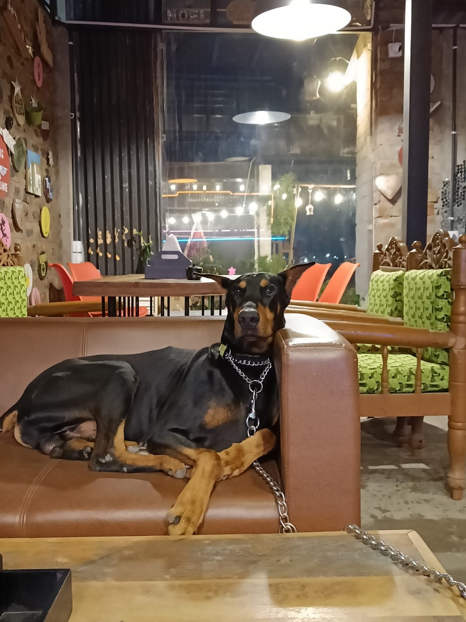 Furventures - Pet Adventures & Events - Photo 58